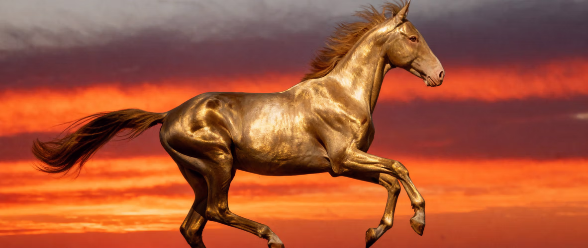 Akhal-Teke running on the grassland